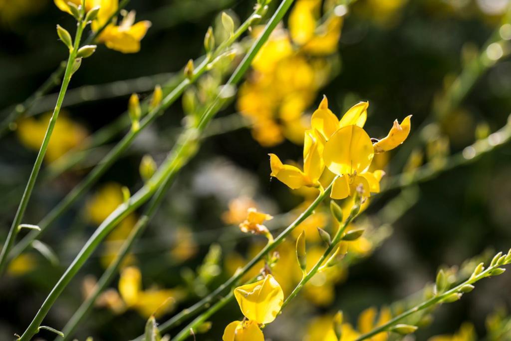 Casali Costadoro Acquaviva Picena Eksteriør bilde